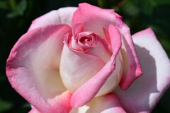 薔薇-３