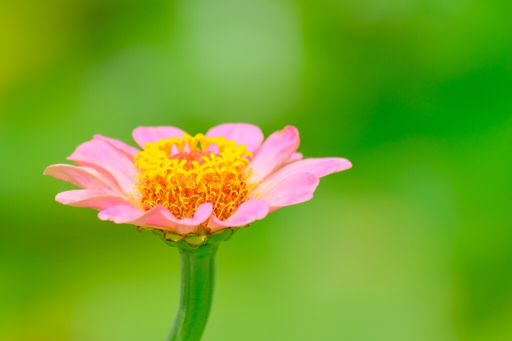 散歩の途中で。