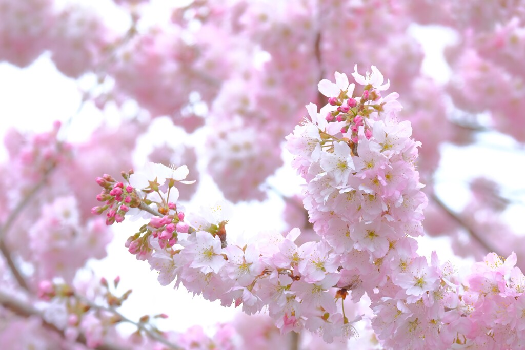 足柄桜（春めき）