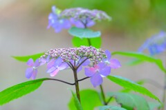 紫陽花（４）