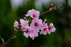 散歩の途中で。3