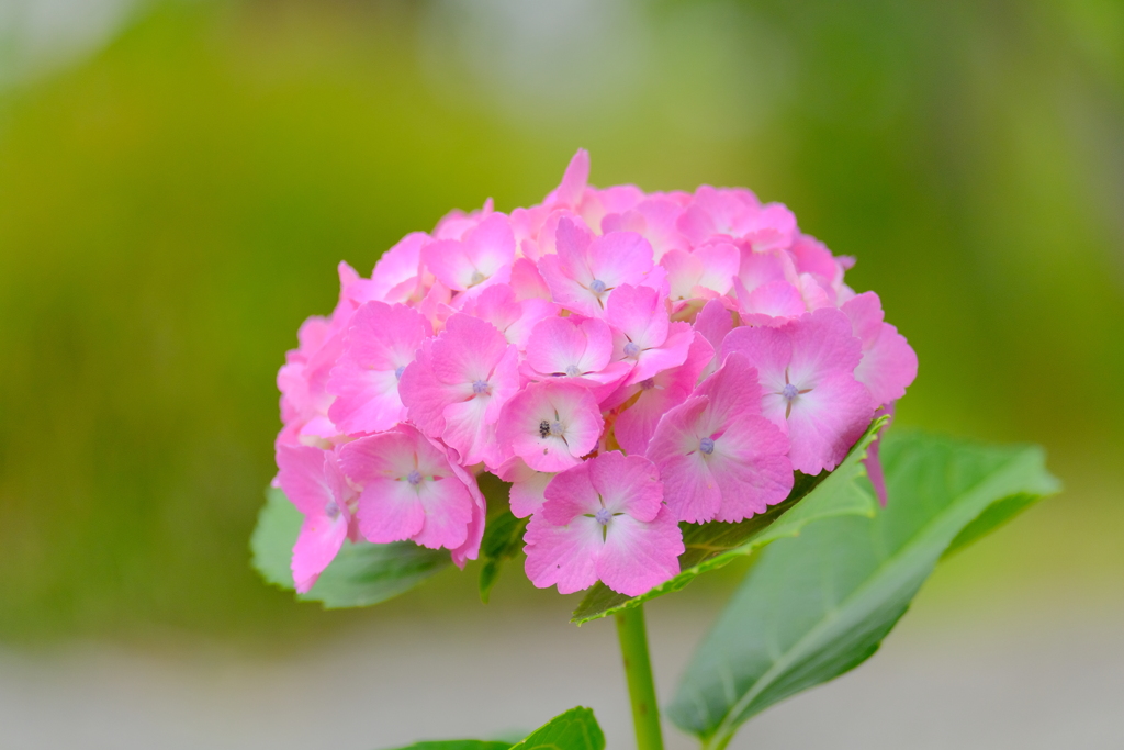 (10)散歩の途中で。8