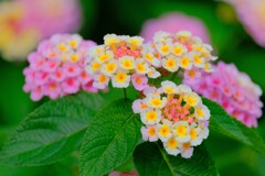 散歩の途中で。