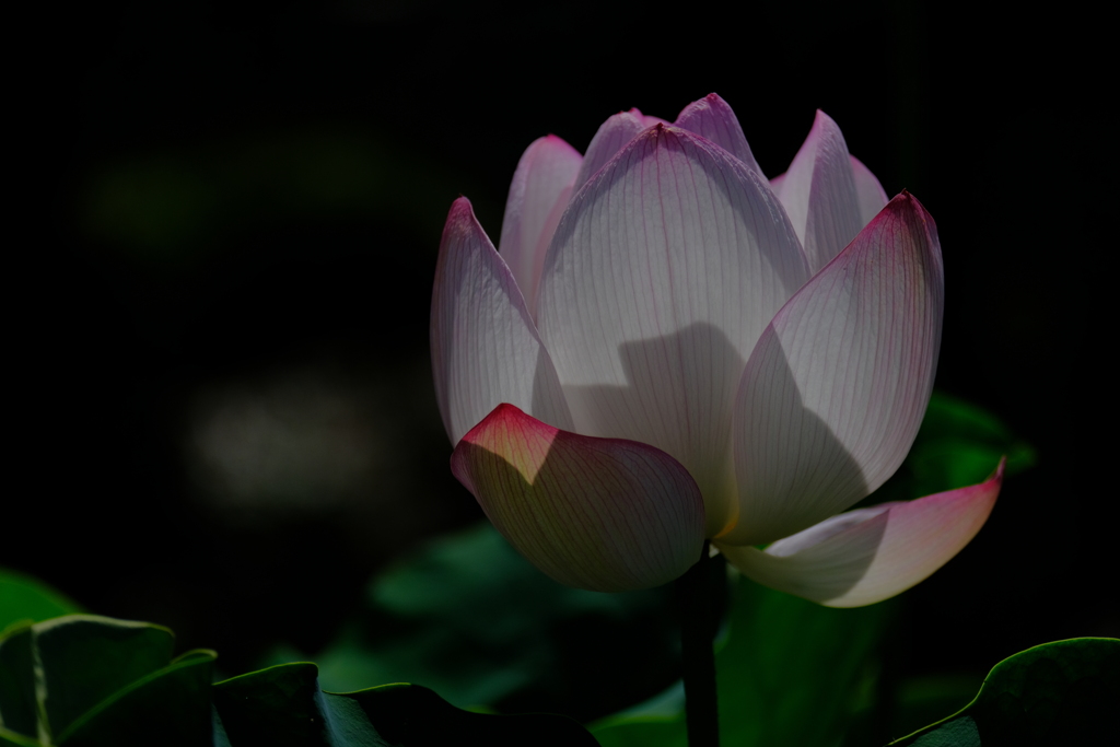 散歩の途中で。③