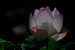 散歩の途中で。③