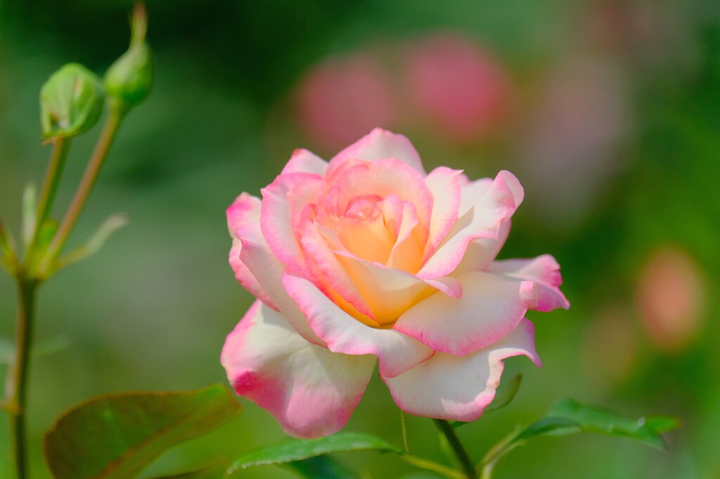 散歩の途中で。