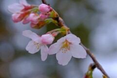 散歩の途中で。①