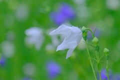 散歩の途中で。