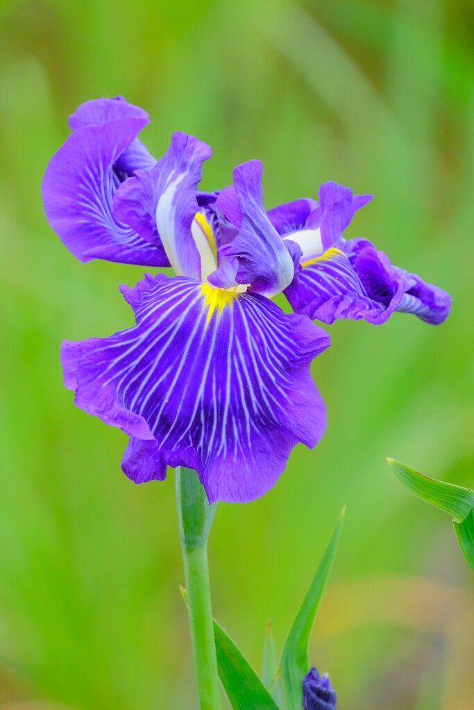 散歩の途中で。⑧