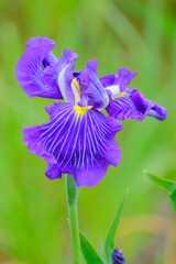 散歩の途中で。⑧