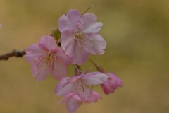 河津桜-6