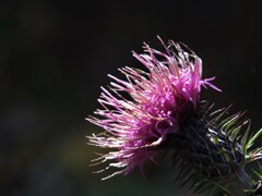 散歩の途中で。⑥