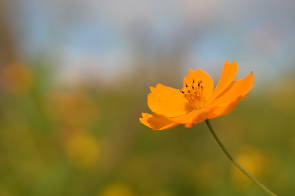 コスモス（２）