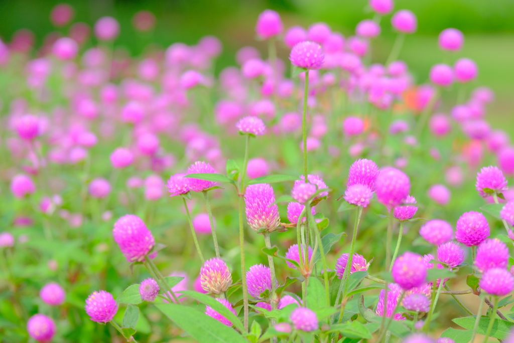 散歩の途中で。