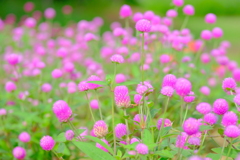 散歩の途中で。