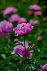 散歩の途中で。11