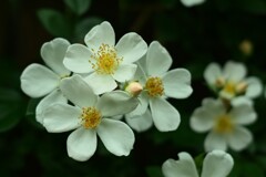薔薇