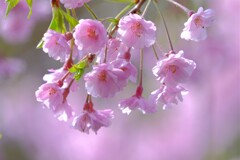 散歩の途中で。①