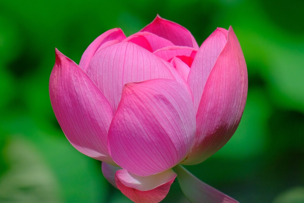 散歩の途中で。