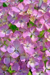 散歩の途中で。Ⅵ