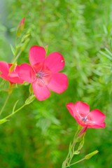 散歩の途中で。9