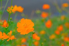 散歩の途中で。①