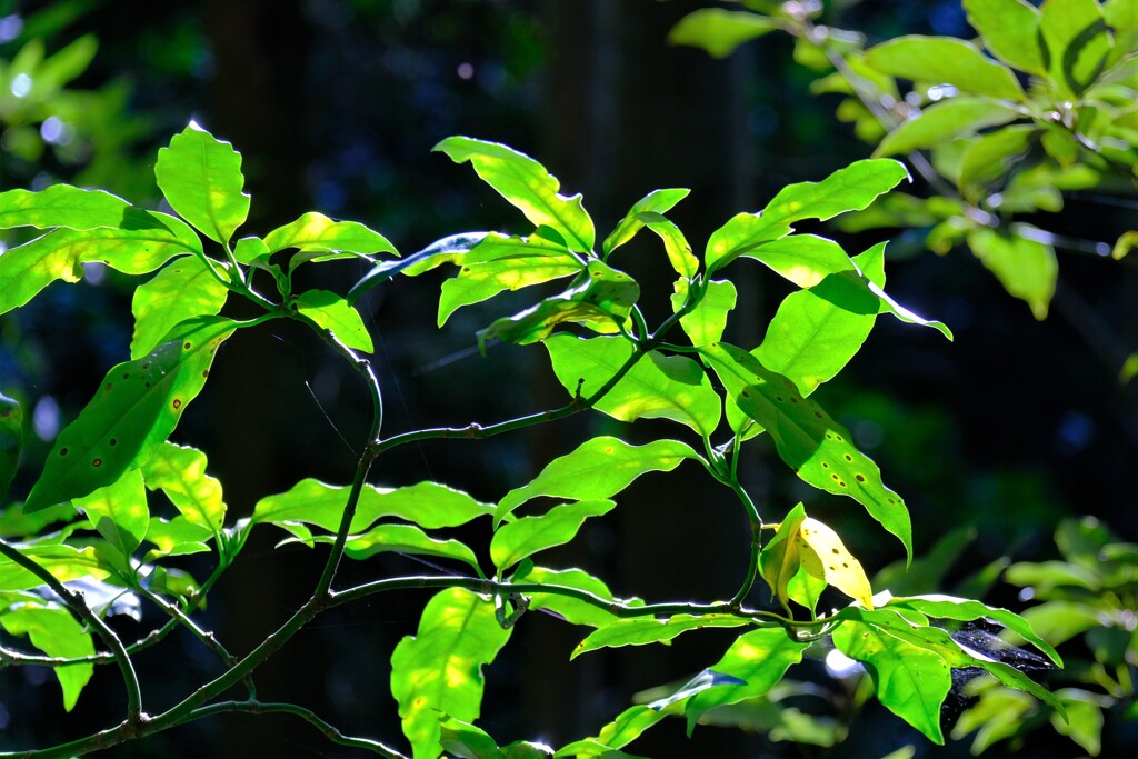散歩の途中で。Ⅹ