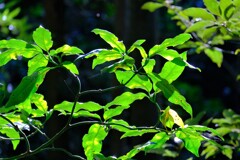 散歩の途中で。Ⅹ