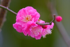 散歩の途中で。10