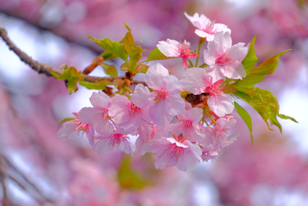 散歩の途中で。Ⅰ