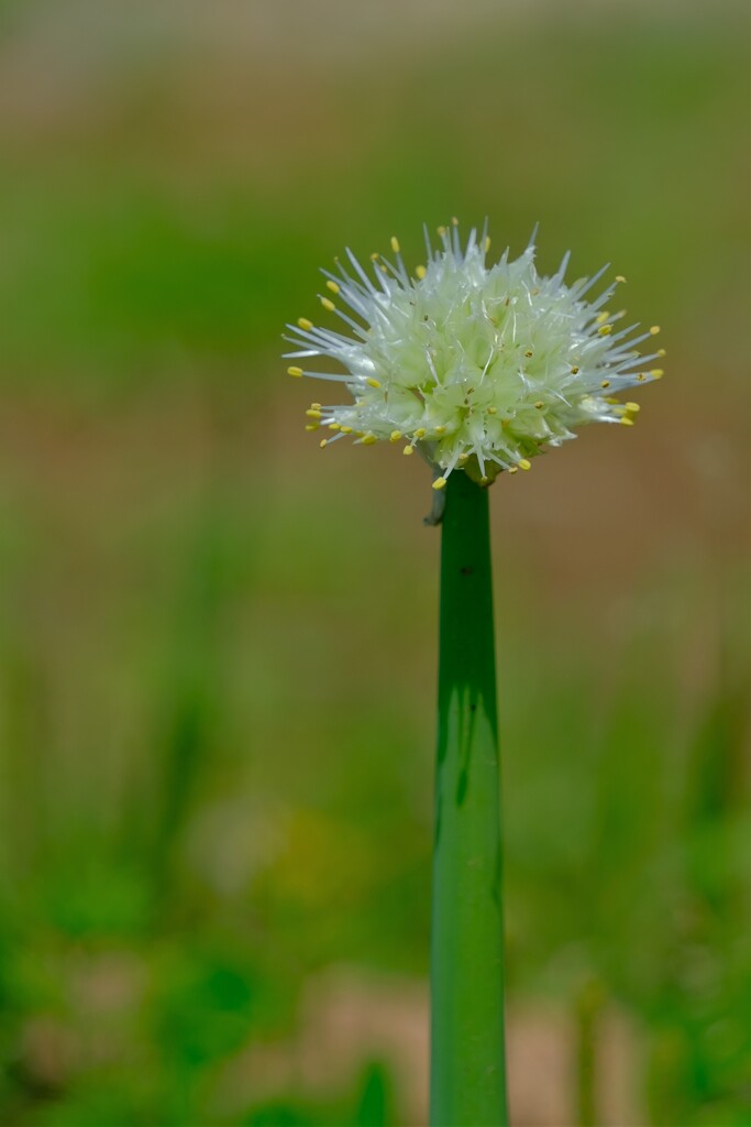 散歩の途中で。Ⅹ