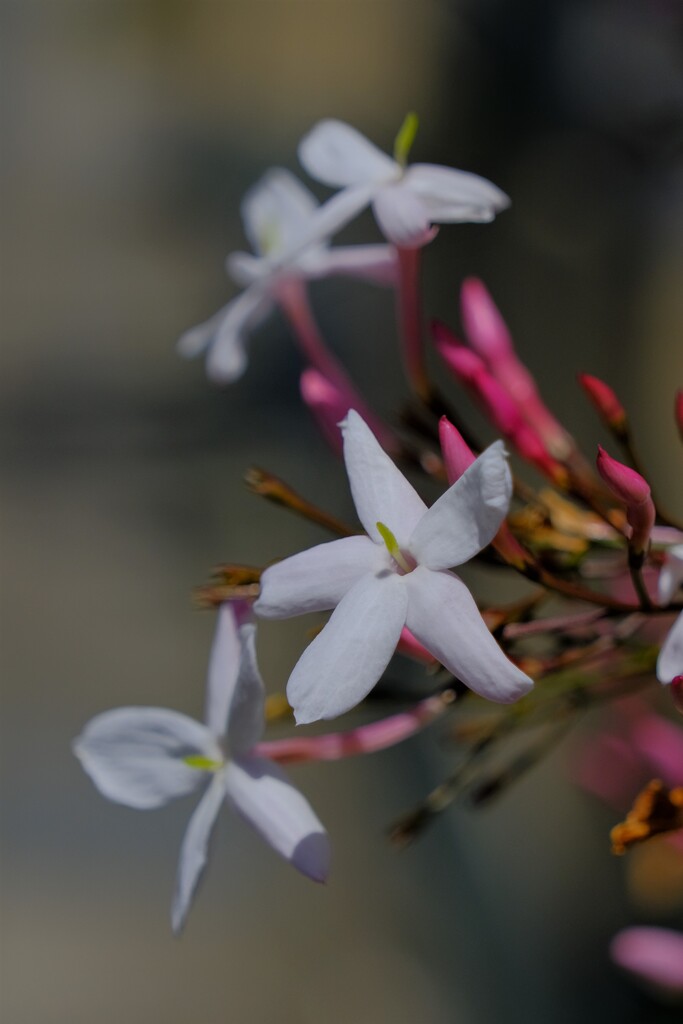 散歩の途中で。9