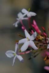 散歩の途中で。9