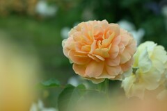 薔薇-8