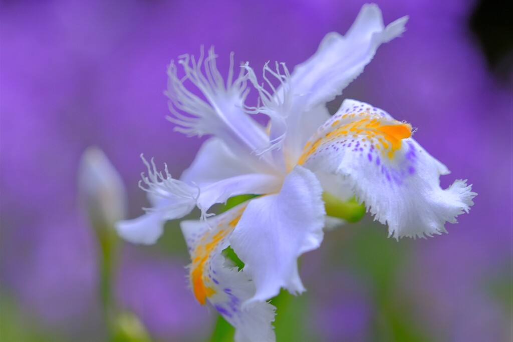 散歩の途中で。⑥