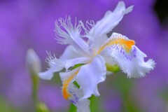 散歩の途中で。⑥