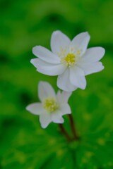 散歩の途中で。Ⅶ