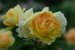 薔薇-4