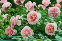 薔薇