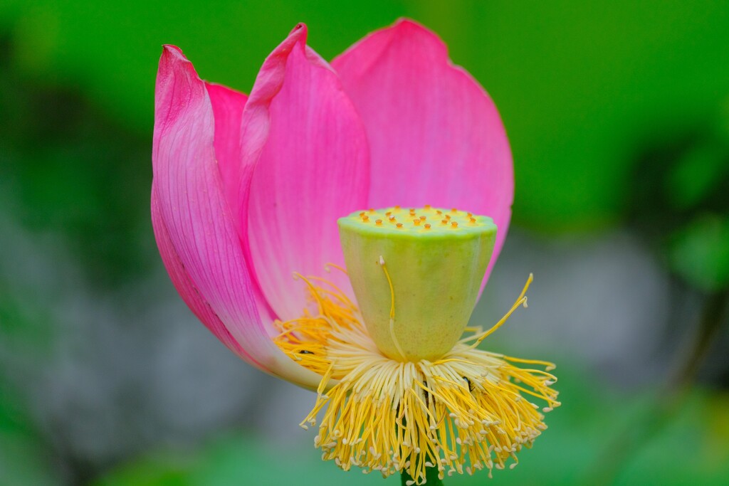 散歩の途中で。