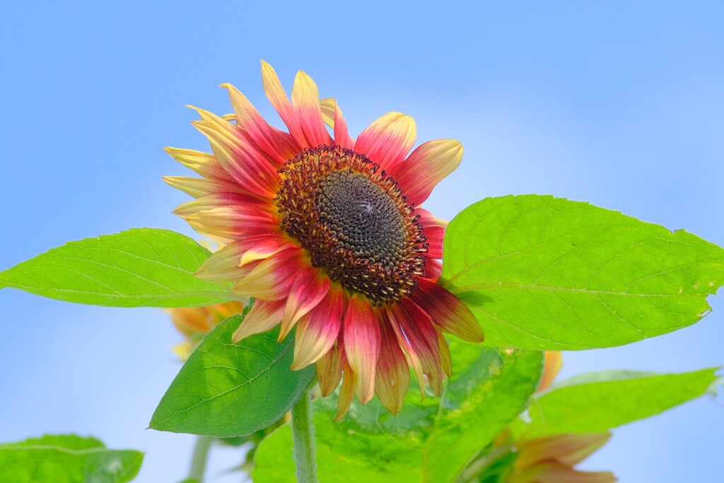 散歩の途中で。