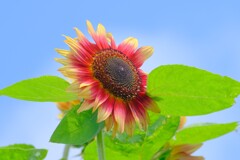 散歩の途中で。