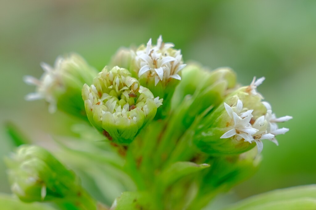 散歩の途中で。5