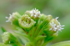 散歩の途中で。5