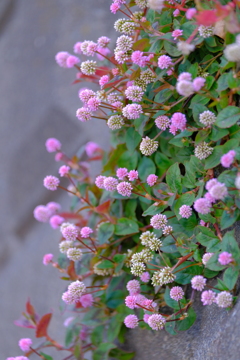 散歩の途中で。1