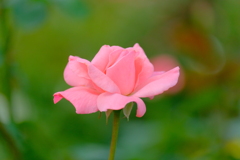 散歩の途中で。