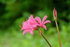 DSCF8281