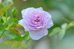 散歩の途中で。Ⅲ