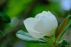 散歩の途中で。