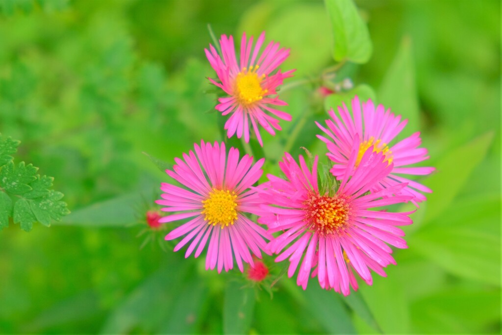 散歩の途中で。③